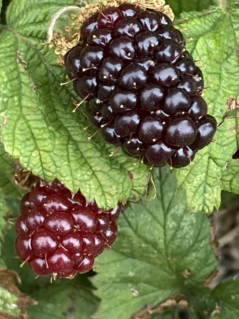 Blackberries  by cataylor41