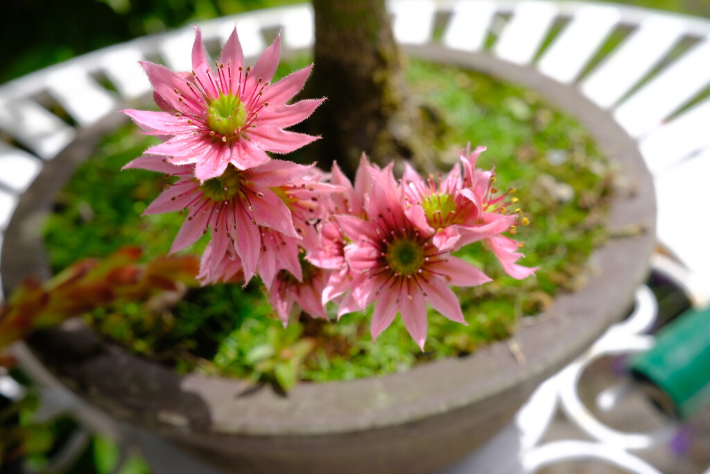 flowering succulent by happyteg