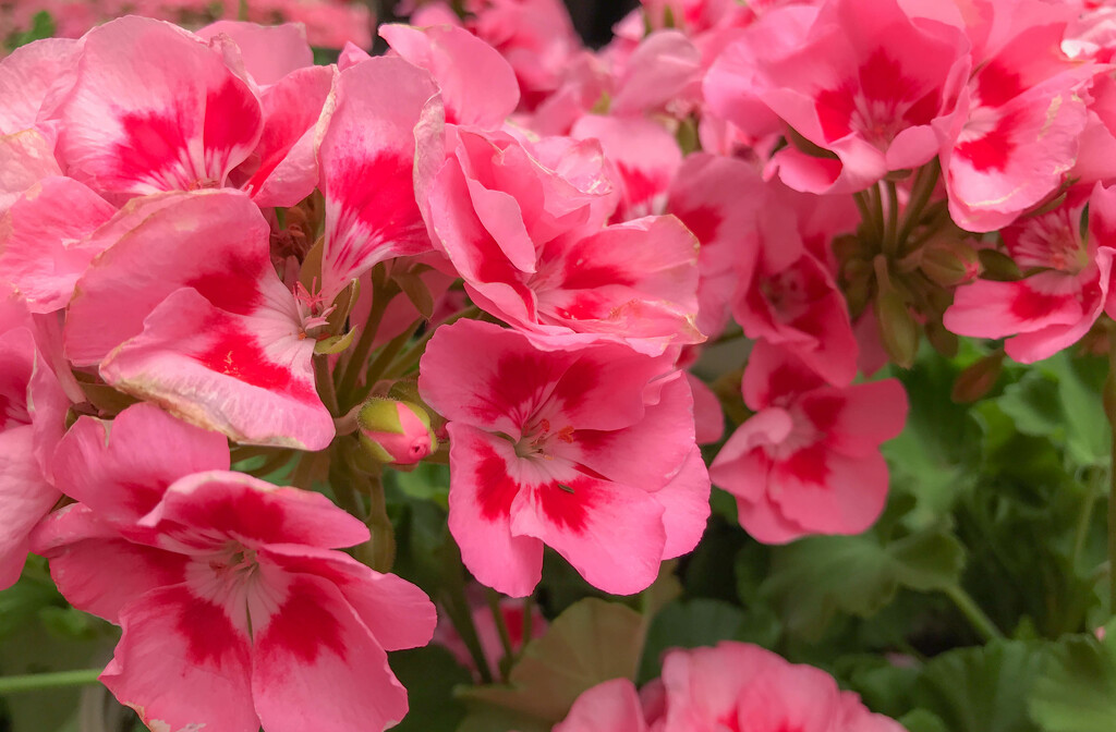 Pink flowers by mittens