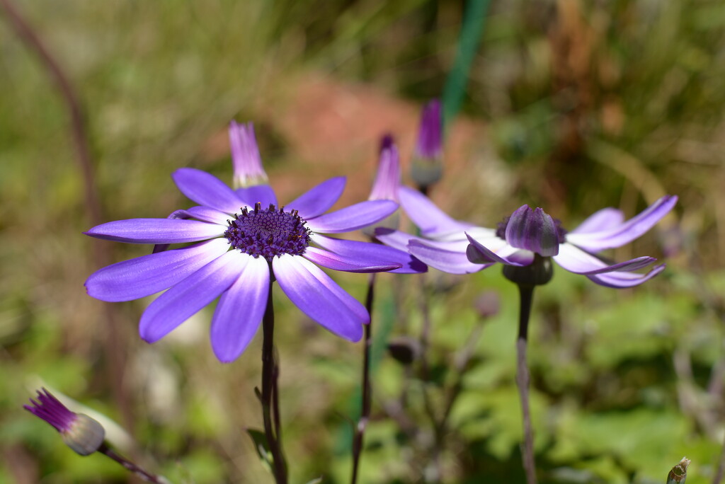 Senetti in the garden~~~~ by ziggy77