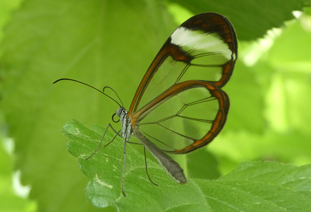 Glasswing Butterfly by 30pics4jackiesdiamond