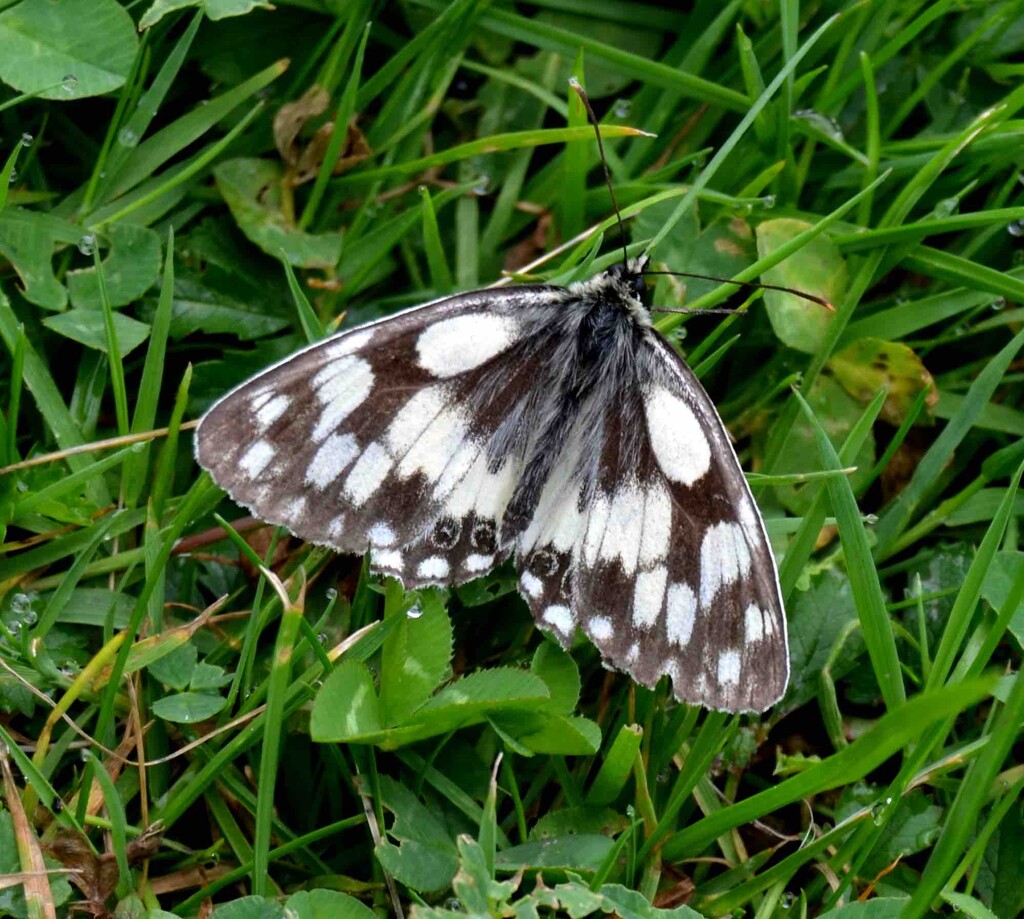 Marbled White Butterfly by arkensiel