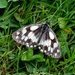 Marbled White Butterfly by arkensiel