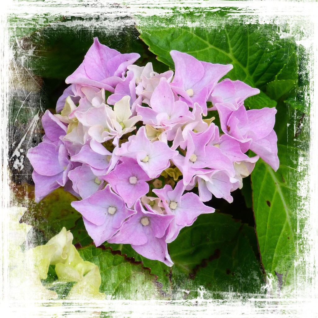 Hydrangea. by beryl