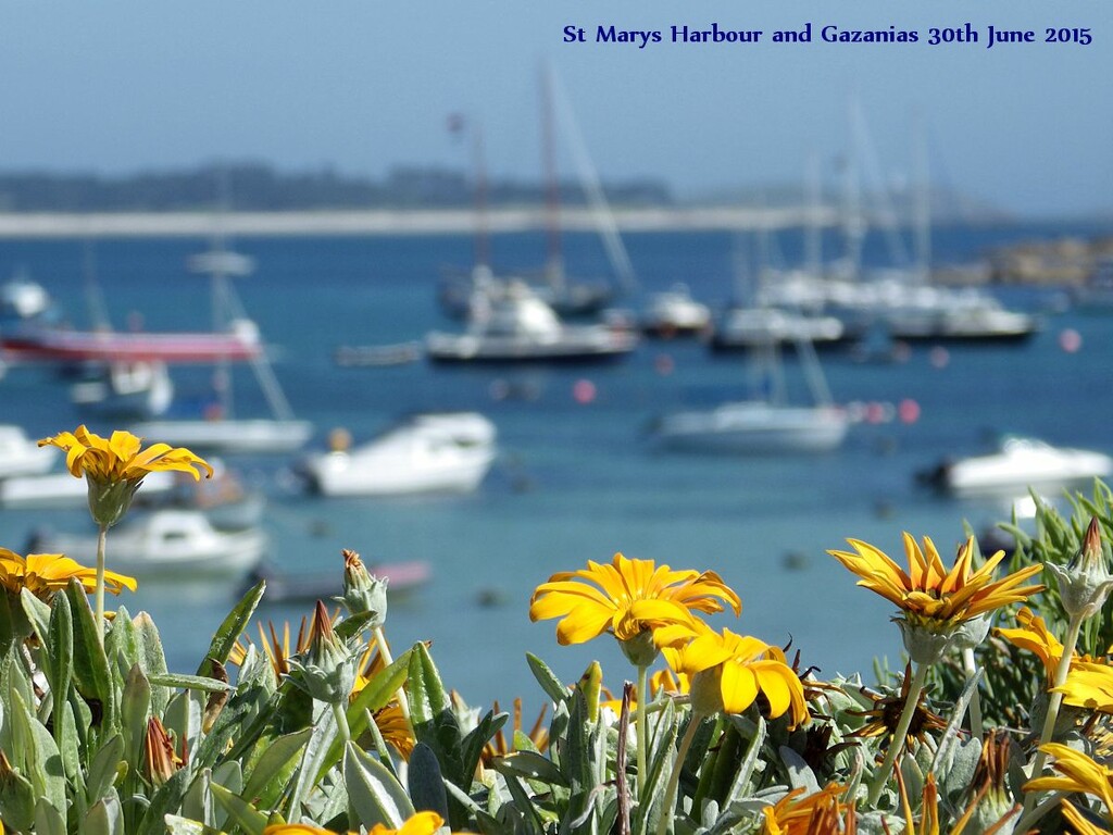 Gazanias on the Strand, St Marys, Isles of Scilly by pebblegeek