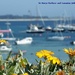 Gazanias on the Strand, St Marys, Isles of Scilly by pebblegeek