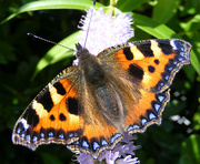 5th Jul 2024 - Small Tortoiseshell butterfly