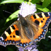 Small Tortoiseshell butterfly by pebblegeek