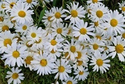 6th Jul 2024 - daisies