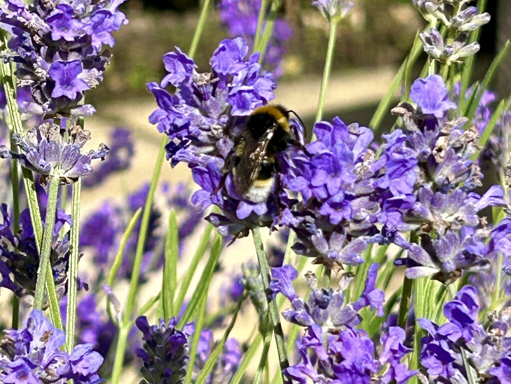 We Finally Have Bees by phil_sandford