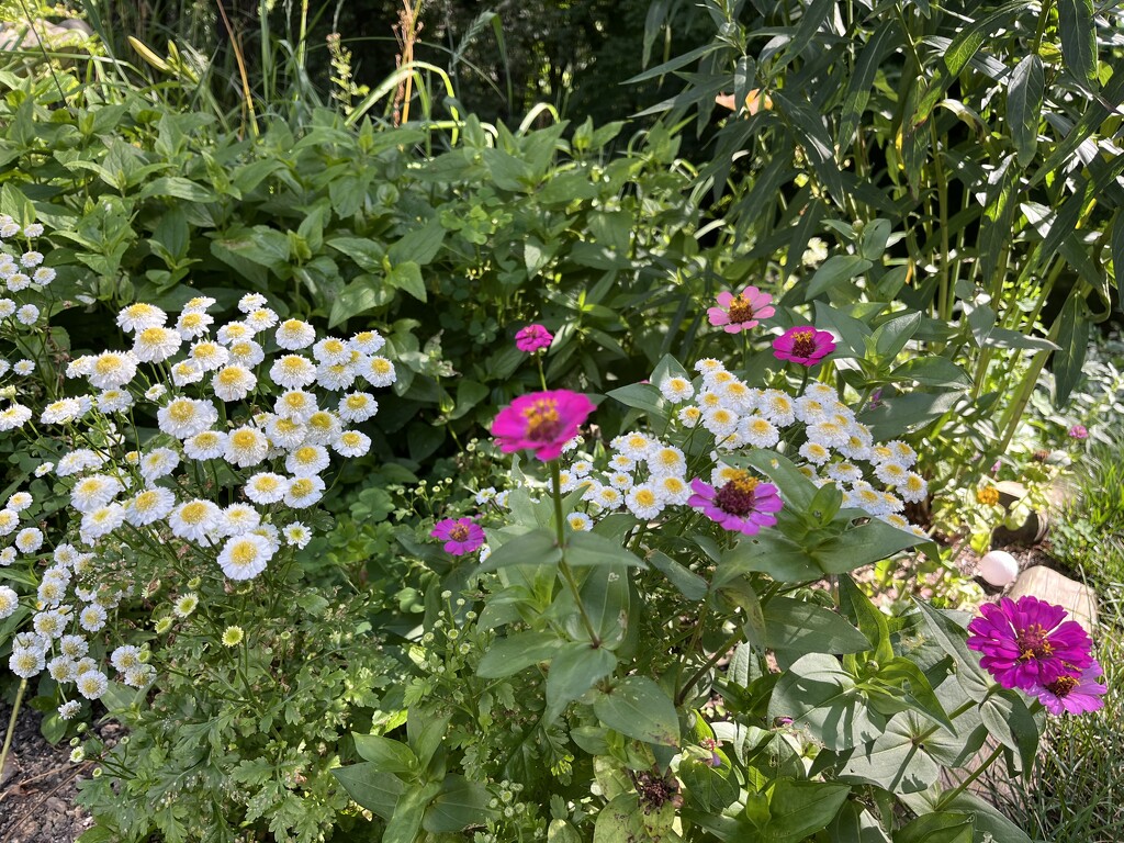 Zinnias and Feverfew by pej76