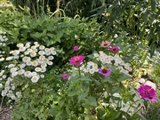 7th Jul 2024 - Zinnias and Feverfew