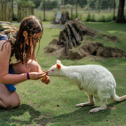 7th Jul 2024 - Feeding an albino wallaby at ...