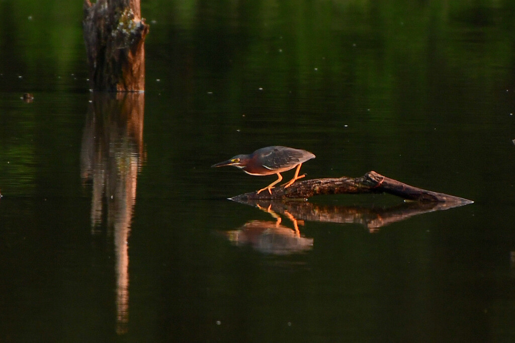 Green Heron Reflection by kareenking