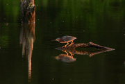 5th Jul 2024 - Green Heron Reflection