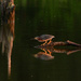 Green Heron Reflection