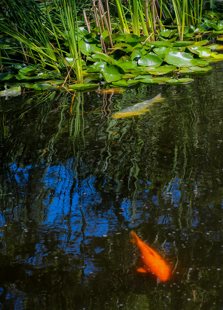 Koi Pond at SWBTS by judyc57