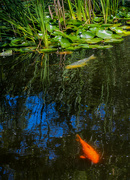 1st Jul 2024 - Koi Pond at SWBTS