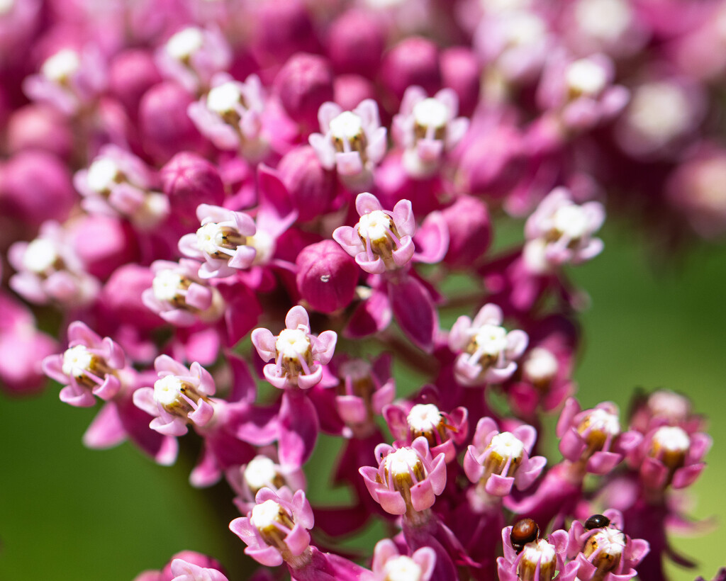 milkweed by aecasey