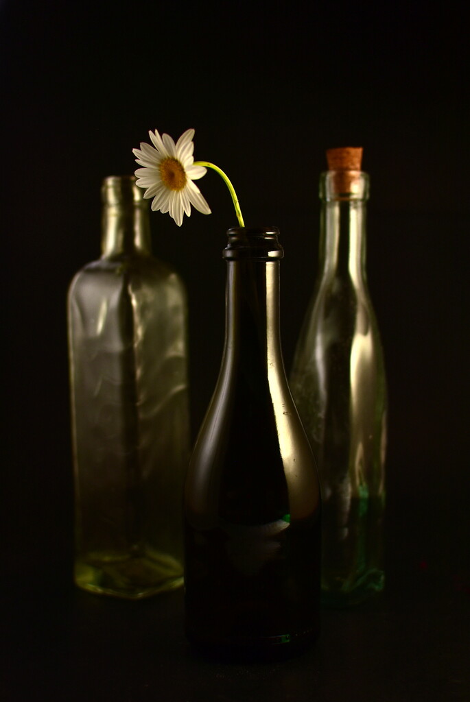 Glass & Daisy by jayberg