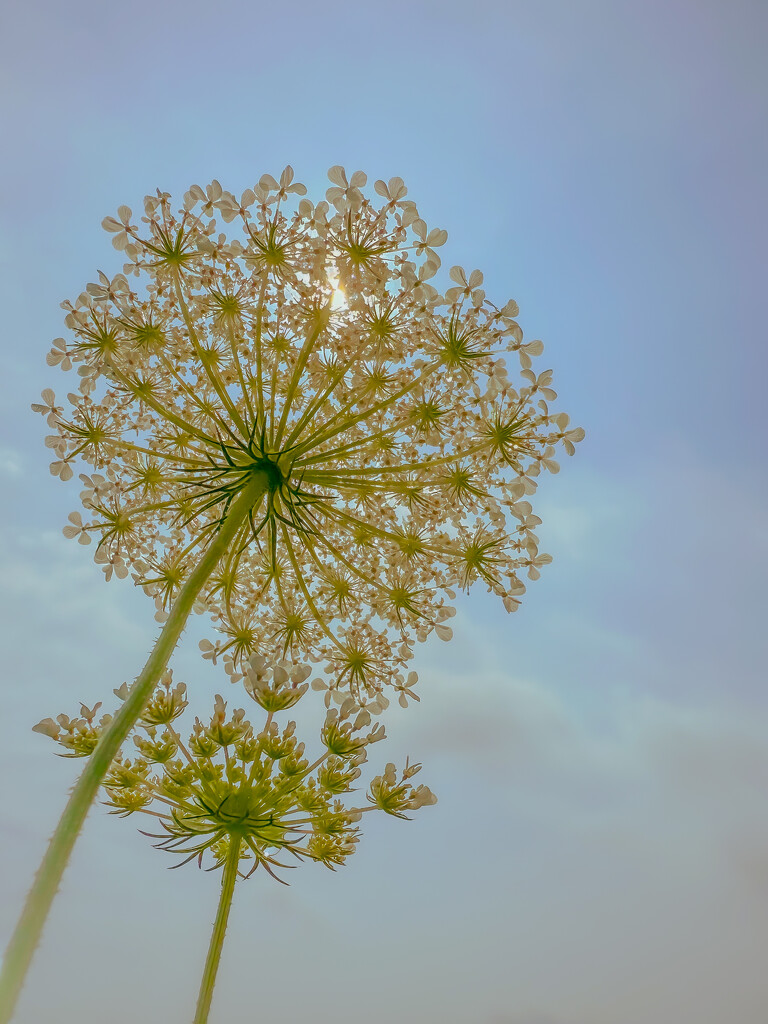 Wild Carrot in the Sun by jnewbio