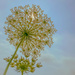 Wild Carrot in the Sun by jnewbio