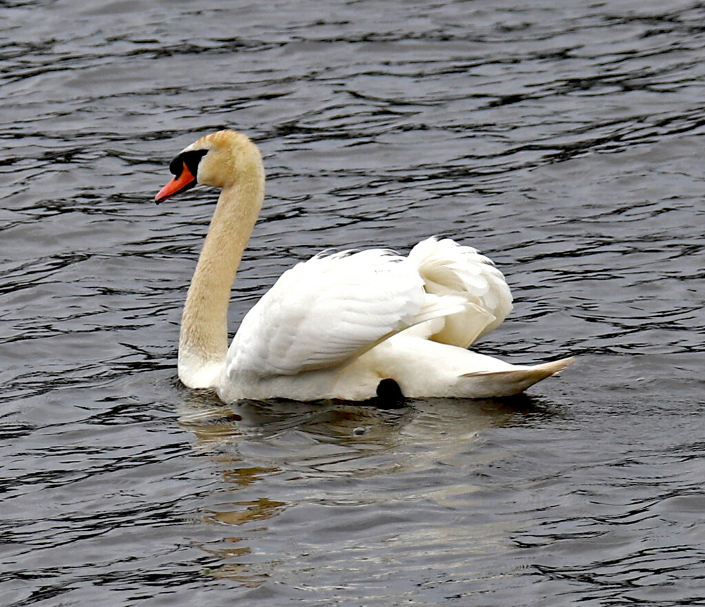 June 8 Swan Feather Detail IMG_0521AAAA by georgegailmcdowellcom