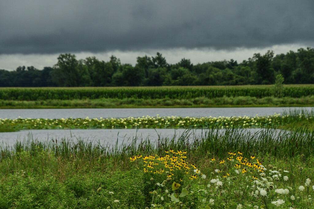 Baker Wetland Wildflowers by kareenking