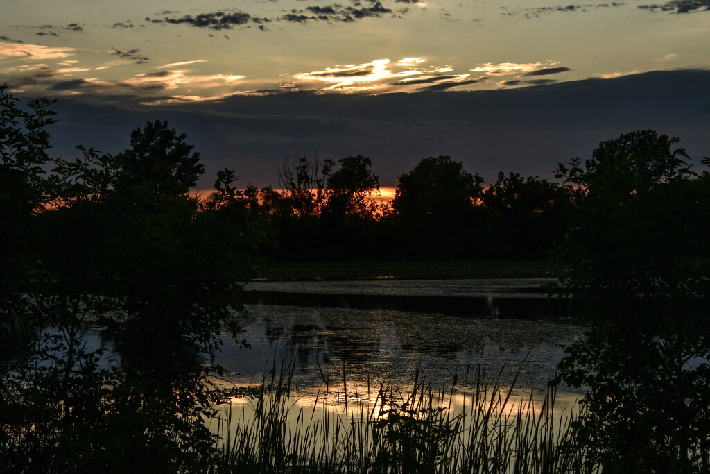 A Splash of Orange by kareenking