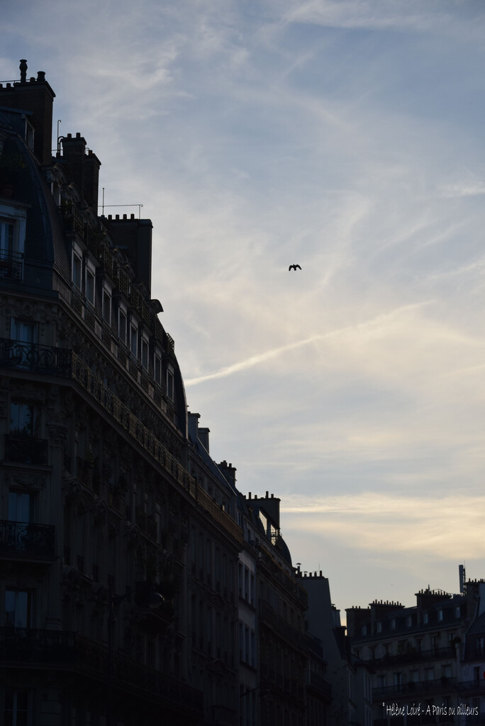 Parisian silhouettes  by parisouailleurs