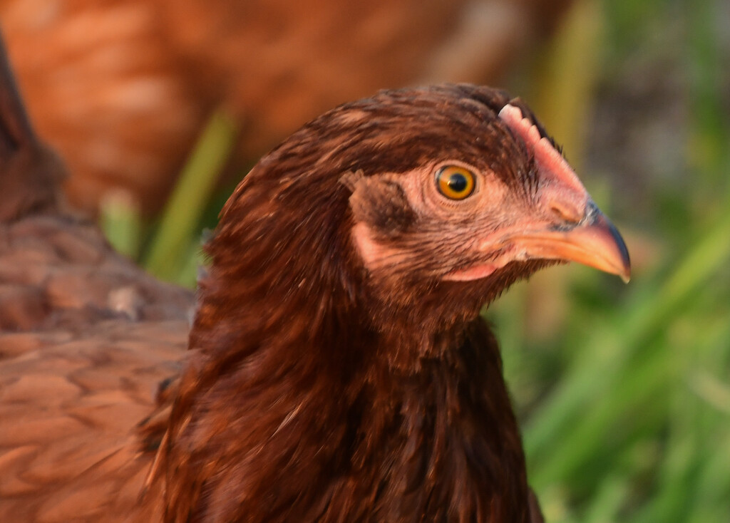 Feathered Friend by kareenking