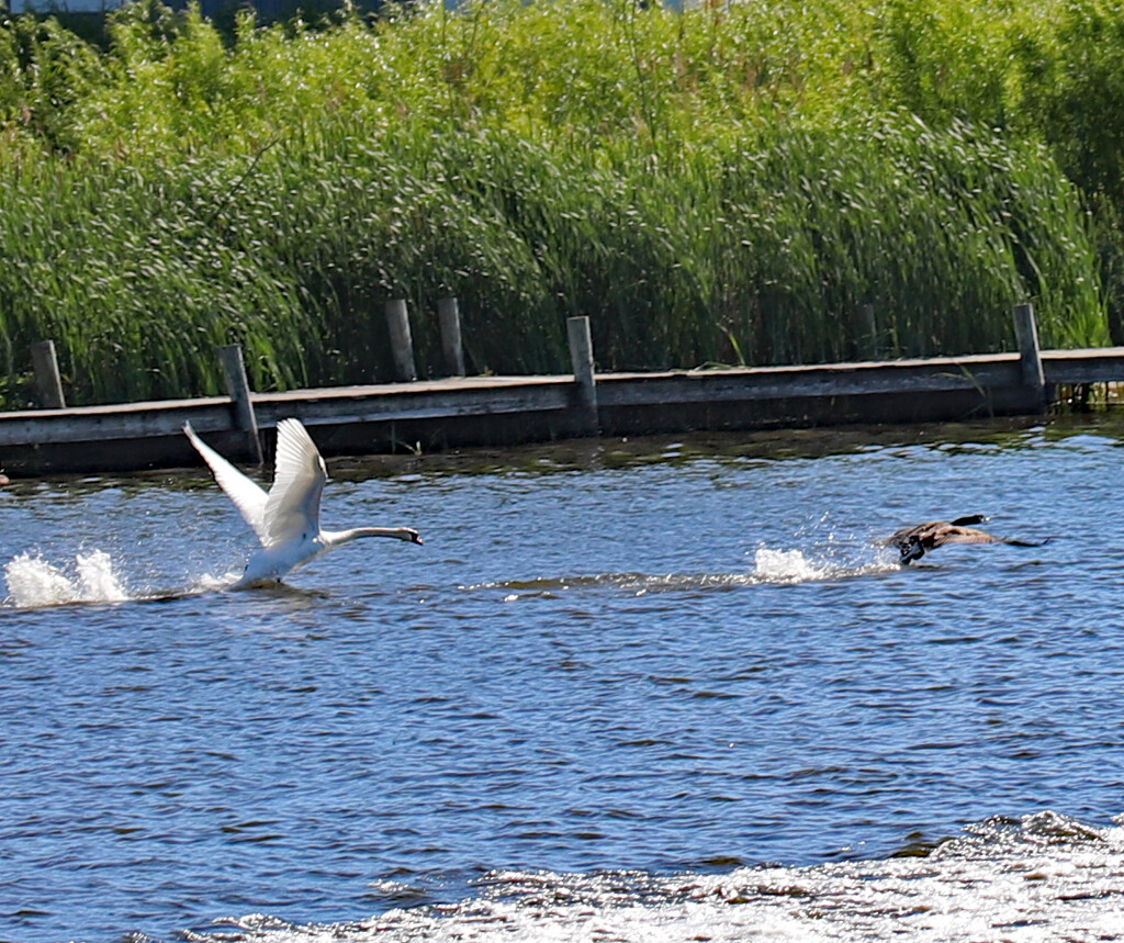 June 9 Swan Chase #3 Getting Some Height NP IMG_0876AAAANP by georgegailmcdowellcom