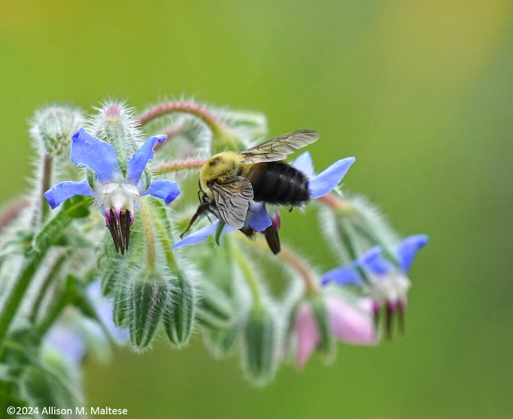 Bumblebee in the Borage by falcon11