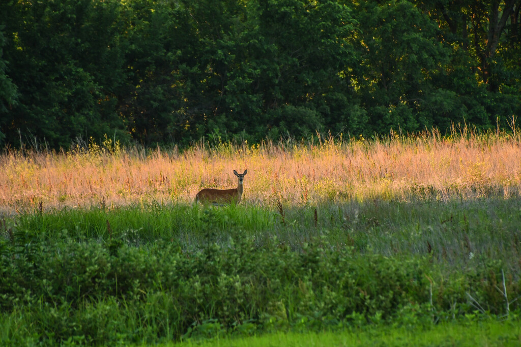 Deer in the Light by kareenking