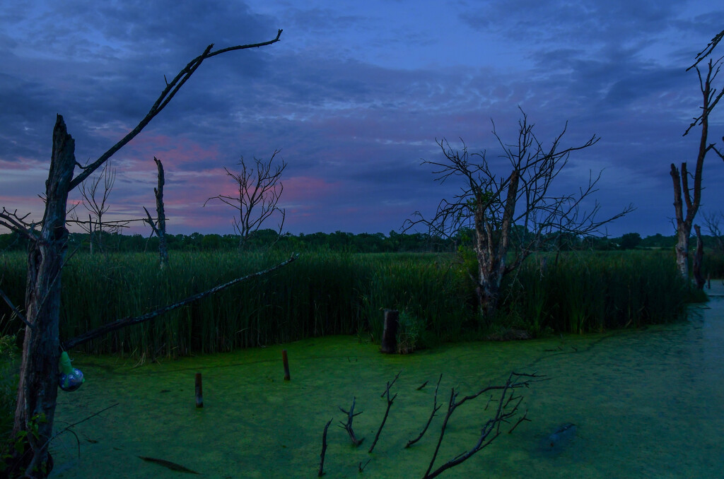 Blue-Green Algae by kareenking