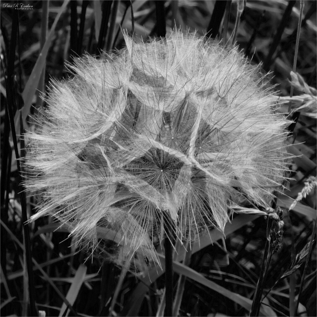 Western Salsify by pcoulson