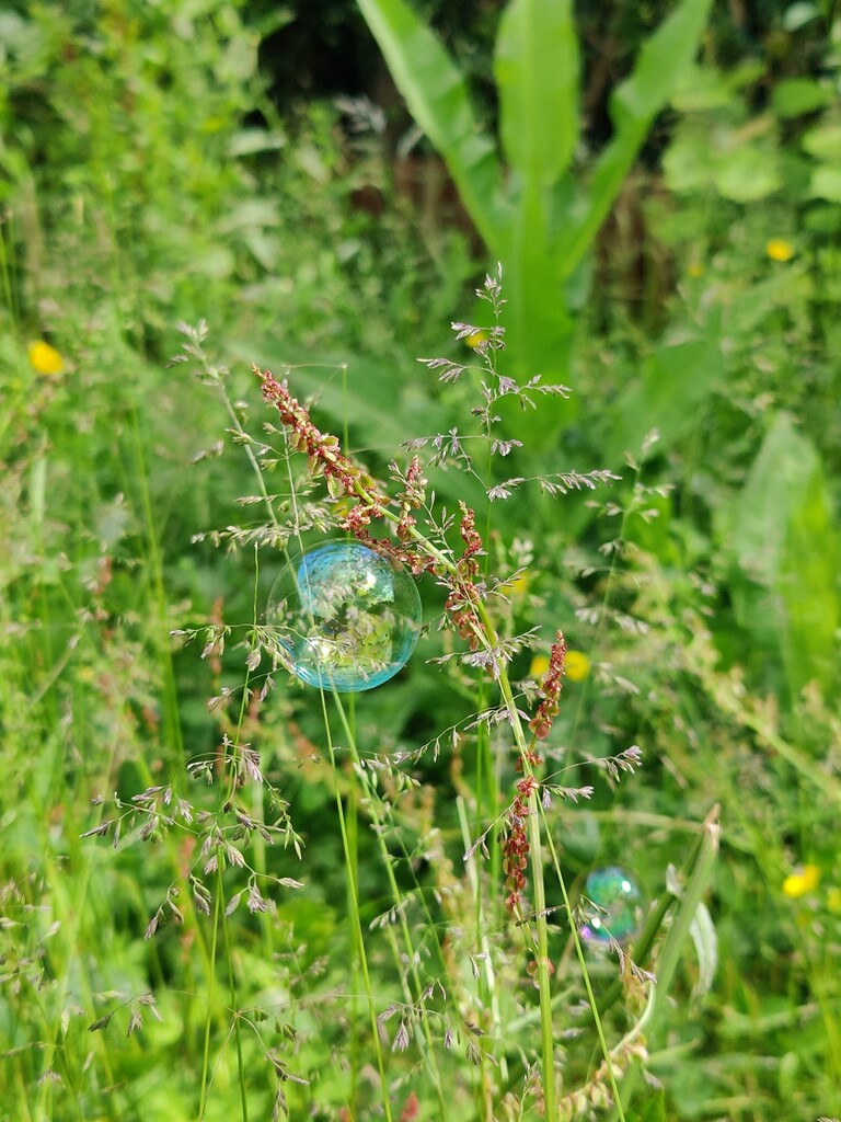 Bubbles in the garden by roachling