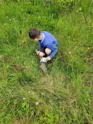 12th Jun 2024 - another day of wildflowers