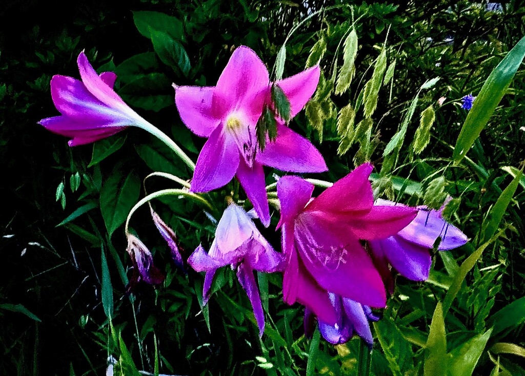 Purple day lilies by congaree