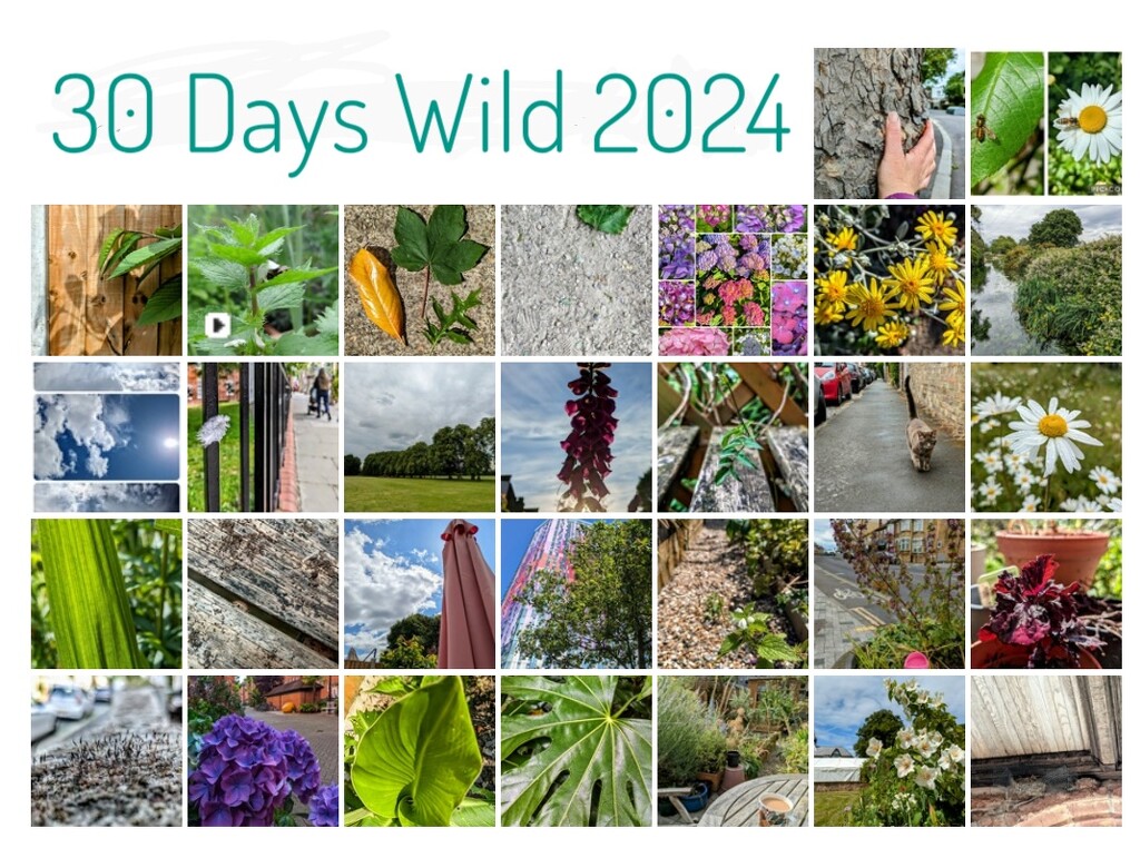 30 Days Wild 2024 by boxplayer