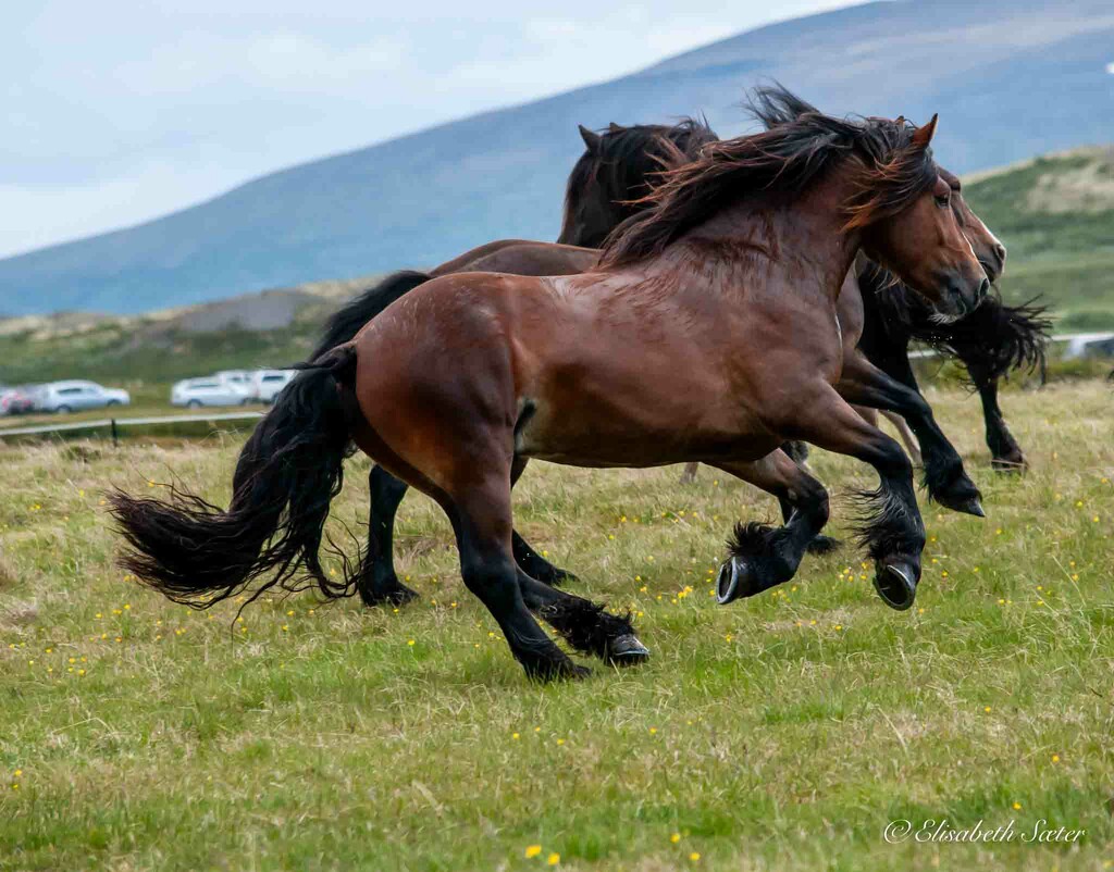  Dole horses by elisasaeter