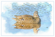7th Jul 2024 - Floating on the Pond
