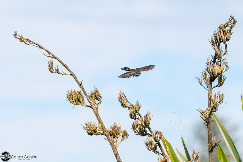 Fantail in flight ndao25 by yorkshirekiwi