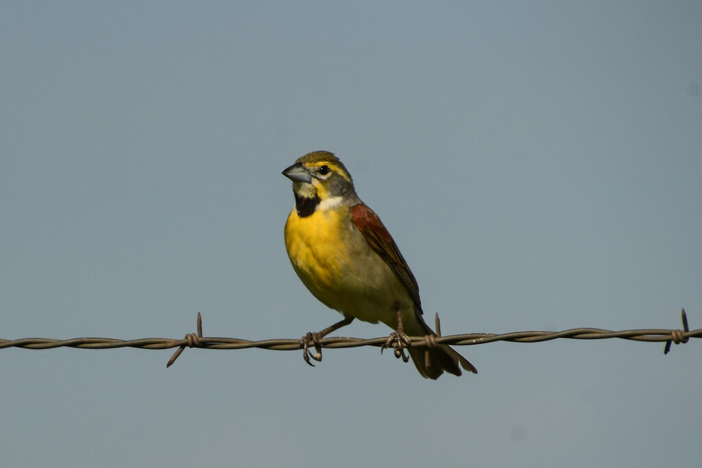 Mellow Yellow by kareenking