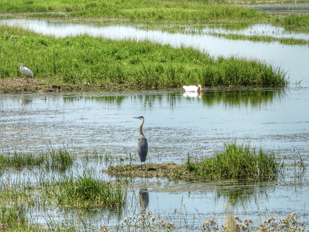 an egret, a heron and a swan… by amyk