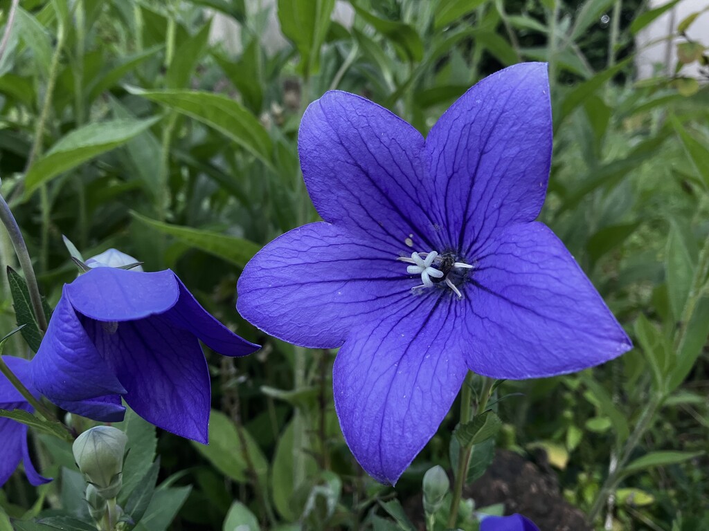 Purple flower by antu