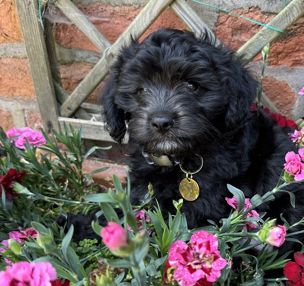 Oh no… in my flower pot  by wendystout