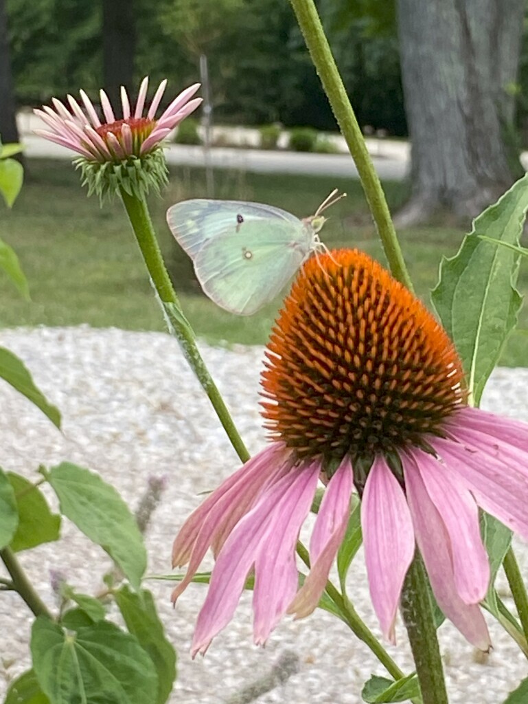 Maybe a Clouded Sulphur by tunia