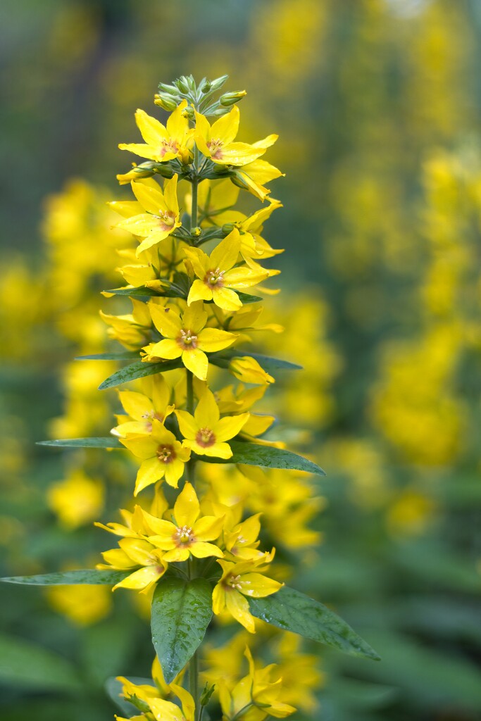 Garden loosestrife by okvalle