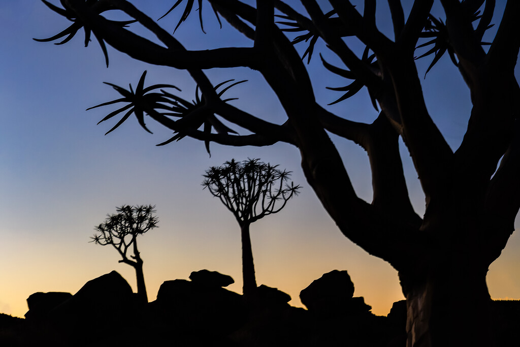 Quiver Trees at Sunset by jyokota